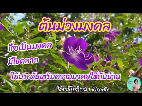 #ต้นม่วงมงคล #GloryBush #ชื่อเป็นมงคล #ไม้ประดับ #เสริมโชคลาภ #เสริมความเป็นมงคลให้กับบ้าน