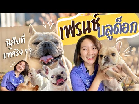 สุนัขสายพันธุ์เฟรนช์ บลูด็อก | นิสัย การดูแล (EP.36)