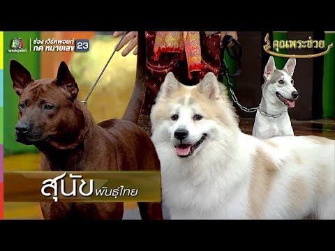 น่ารักมากกกกก!! น้องหมาไทย 3 สายพันธ์ุ | คุณพระช่วย