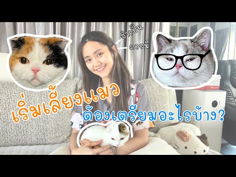 เริ่มเลี้ยงแมว ต้องเตรียมอะไรบ้าง ? | Tumamink.thecat