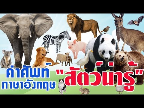 คำศัพท์ภาษาอังกฤษ เรื่องสัตว์ต่างๆ l พร้อมรูปและคำอ่าน l คำศัพท์ภาษาอังกฤษในชีวิตประจำวัน