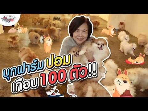 หม่าม้าบุกฟาร์มปอม เล่นกับสุนัขเกือบ 100 ตัว!! #เกษียณสำราญ